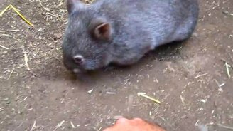 Играем с малышами вомбата - смотреть видео (2:16)