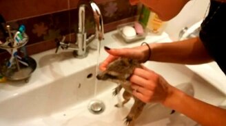 Купание сурикатов - смотреть видео (1:42)