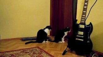 Кошка просит прощения у товарища - смотреть видео (0:25)