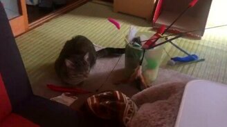 Хочу играться! - смотреть видео (0:17)