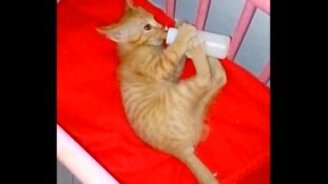Котёнок ест из бутылочки - смотреть видео (1:46)