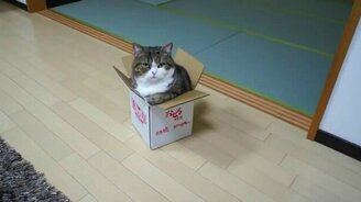 Мару против коробки - смотреть видео (1:22)