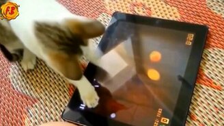 Смешные коты в сборке с озвучкой - смотреть видео (10:33)