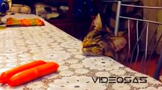 Приколы про котов и кошек - смотреть видео (10:07)