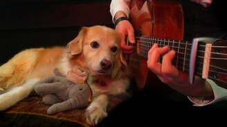 Собака-меломанка - смотреть видео (1:05)