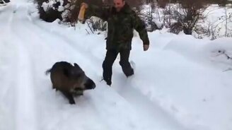 Подрессировал дикого кабана - смотреть видео (0:54)