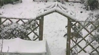 Лисы на зимней охоте - смотреть видео (1:10)