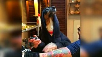 Собака - мастер татуировок - смотреть видео (0:18)