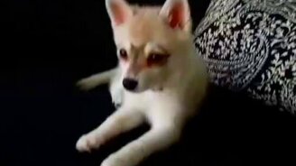 Забавный щенок против лайма - смотреть видео (0:52)