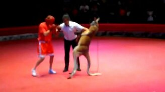 Боксёр против кенгуру - смотреть видео (1:19)