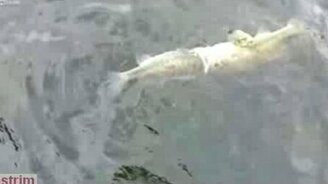 Выбрал добычу не по возможностям - смотреть видео (1:21)