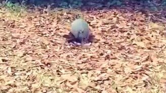 Броненосец Майкла Джексона - смотреть видео (0:15)