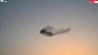 Эмоции от увиденной стаи птиц - смотреть видео (1:44)