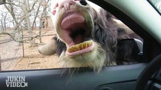 Накорми меня, водитель! - смотреть видео (1:16)