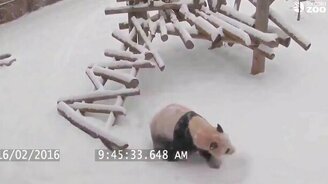 Кульбиты от панды - смотреть видео (0:34)