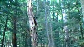 Свалили дерево - смотреть видео (0:20)