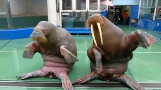 Весёлый танец моржей - смотреть видео (0:43)