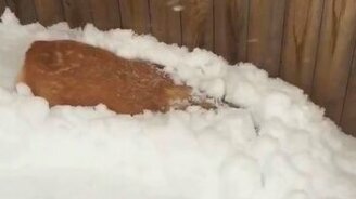 Пёсик обожает снег - смотреть видео (0:34)