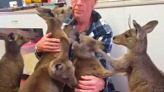 Кенгуру-терапия - смотреть видео (0:57)