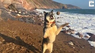 Некоторые даже не умеют ловить мяч - смотреть видео (0:39)