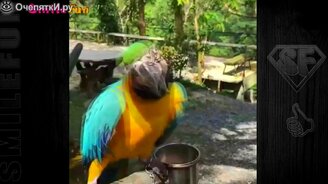 Попугаи: приколы с озвучкой - смотреть видео (5:36)