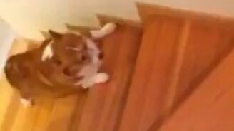 Корги против лестницы - смотреть видео (0:56)