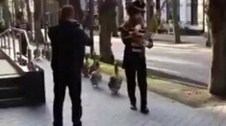 Гусиный марш по улице - смотреть видео (0:26)