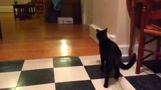 Кошка приносит резиночку - смотреть видео (0:44)