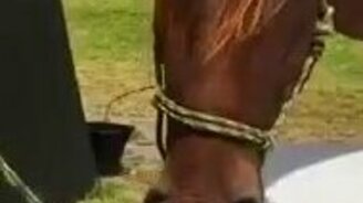 Конь-пианист - смотреть видео (0:29)