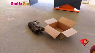 Смешнявки с котами и кошками - смотреть видео (5:16)