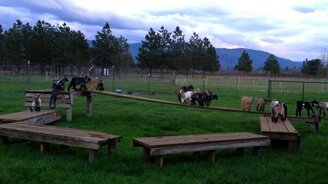 Аттракцион для козлят - смотреть видео (0:34)