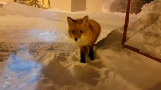 Ледяные реснички у лисы - смотреть видео (1:09)