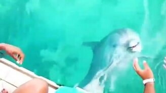 Дельфин достал со дна телефон - смотреть видео (0:12)