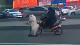 Собака на самокате - смотреть видео (0:20)
