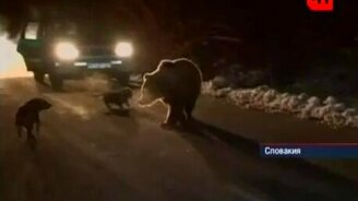 Медведь шатун на дороге - смотреть видео (0:28)