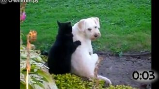 Кошки массируют собак - смотреть видео (1:19)
