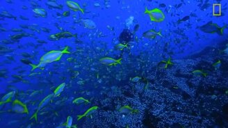 Красивый дайвинг - смотреть видео (5:20)