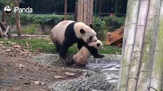 А ну полезай купаться! - смотреть видео (0:36)