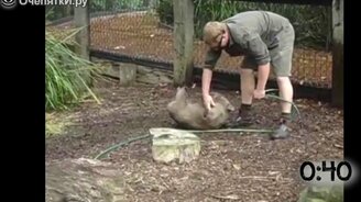 Чешем животики вомбатам - смотреть видео (1:07)