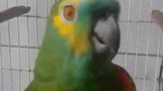 Попугай - мастер пародии - смотреть видео (2:06)