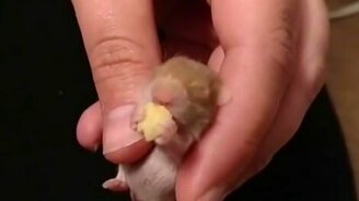 Детёныш хомячка трапезничает - смотреть видео (0:14)