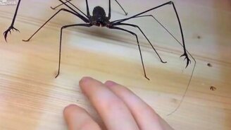 Паук с клешнями - смотреть видео (1:22)