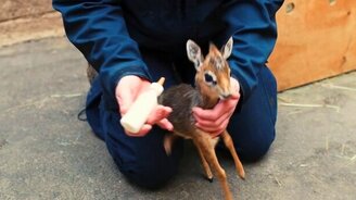 Кормёжка малыша антилопы - смотреть видео (0:30)