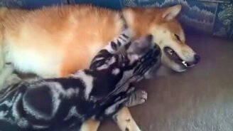 Погрызу-ка я тебя! - смотреть видео (2:53)