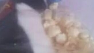 Морская свинка и попкорн - смотреть видео (0:12)