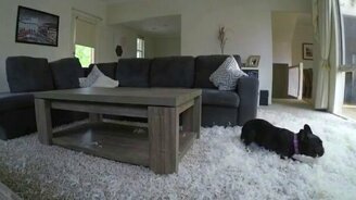 Бульдожик в отсутствии хозяев - смотреть видео (1:00)