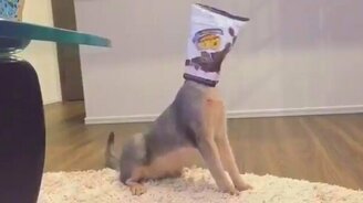 Как вогнать кота в ступор - смотреть видео (0:48)