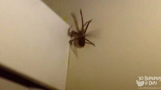 Мужик против паука - смотреть видео (2:50)