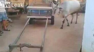 Дрессированная корова - смотреть видео (0:20)