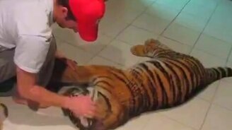 Дружба с тигром - смотреть видео (4:11)